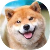 秋田犬